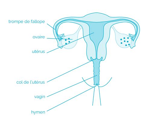 taille d un vagin|Tout sur le vagin : anatomie et évolution du vagin au。